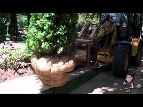 2 14 12 Andelman trees