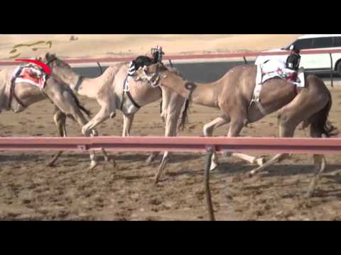 تأهيل الإيذاع 5 كلم #سيف_العرب 3-10-2015- ش15 ولد الظبي لـ علي سلطان علي حمد العرياني