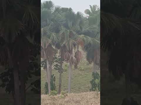 FAZENDA DE PALMEIRAS EM TROMBAS -GO