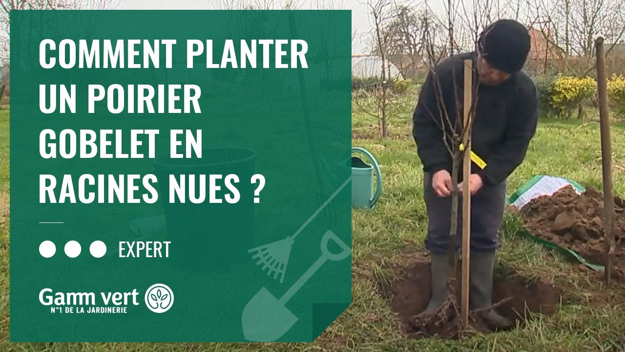 Planter un arbre fruitier formé - Gamm vert