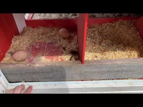 Rugged Ranch Poultry Waterer Review