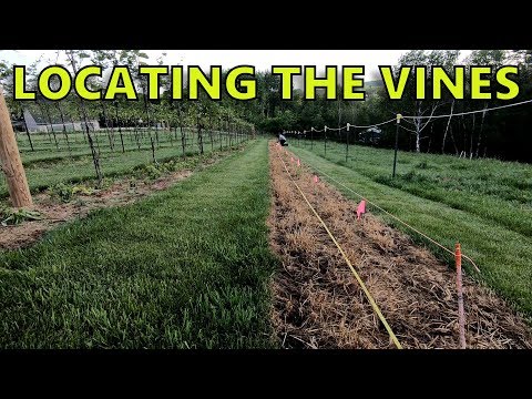 How-to Lay-Out and Plant a Vineyard Row - Part 2