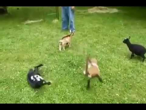 Cabra Haciendo PARKOUR / Goat PARKOUR