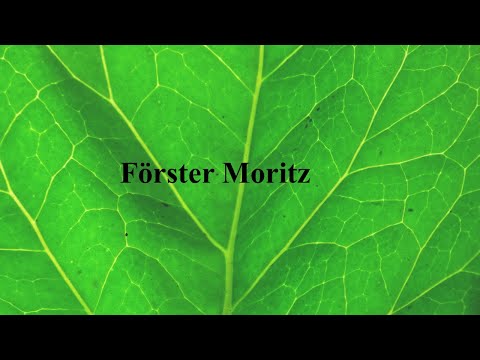 Unterwegs mit Förster Moritz
