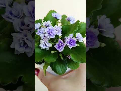 фото фиалки сортовые 0