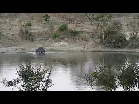 Djuma: Hippo leaving the dam - 17:39 - 08/03/20
