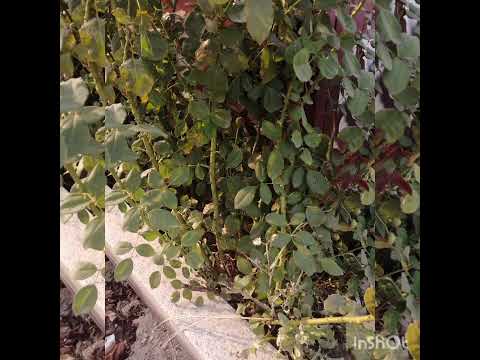 OBUBAKA KU BAANA ABALONGO 🤔🤔