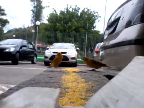 Passarinho levando susto