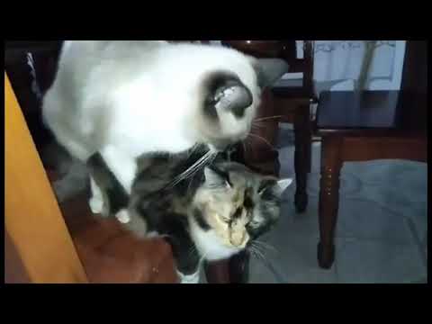 IVO AND TRICO | CAT ROMANCE