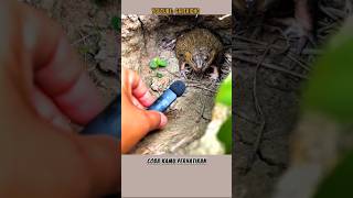 Download lagu Awas! Kodok ini bikin kaget mp3