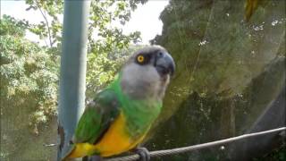 preview picture of video 'Visita al Bosque Nacional La Marqueza, Guynabo, Puerto Rico'