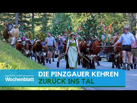 Die Pinzgauer-Herde kehrt zurück ins Tal | Almabtrieb 2020 | Salzburger Land