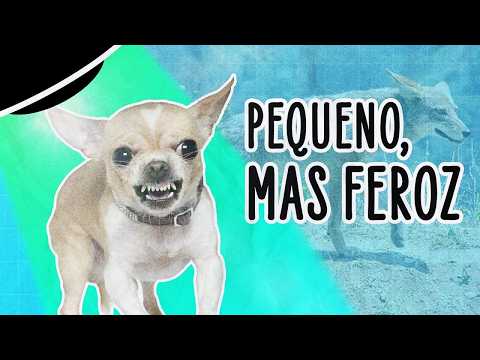PESQUISA REVELA PORQUE CHIHUAHUAS SÃO TÃO IRRITADINHOS | ABDUÇÃO