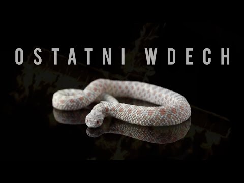 G33Krycha ft. Gabi - OSTATNI WDECH