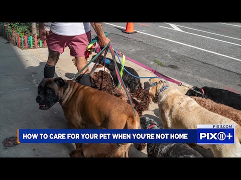 Caring for your pet when you're not home | Pet Nation - YouTube