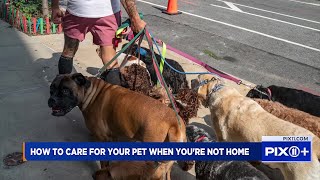 Caring for your pet when you're not home | Pet Nation