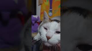 猫のちはやちゃん毛づくろい中　#shorts