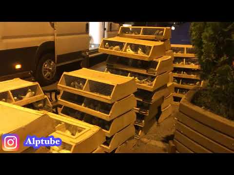 download lagu mp3 mp4 Kiralk Dansz Fiyatlar Ankara, download lagu Kiralk Dansz Fiyatlar Ankara gratis, unduh video klip Kiralk Dansz Fiyatlar Ankara