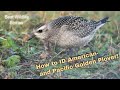 How to identify American- and Pacific Golden Plover - Very few have seen this in Europe!
