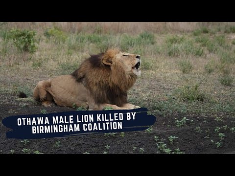 Rest in Peace Othawa Male Lion - February 2015 - May 2021