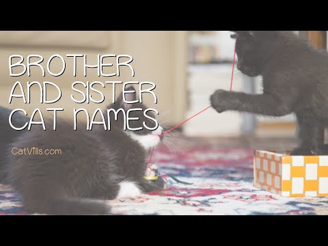 BROTHER AND SISTER CAT NAMES: 167 ADORABLE IDEAS
