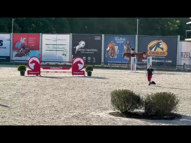 Caprice van de Pitsemburg (Comilfo Plus x Nonstop)