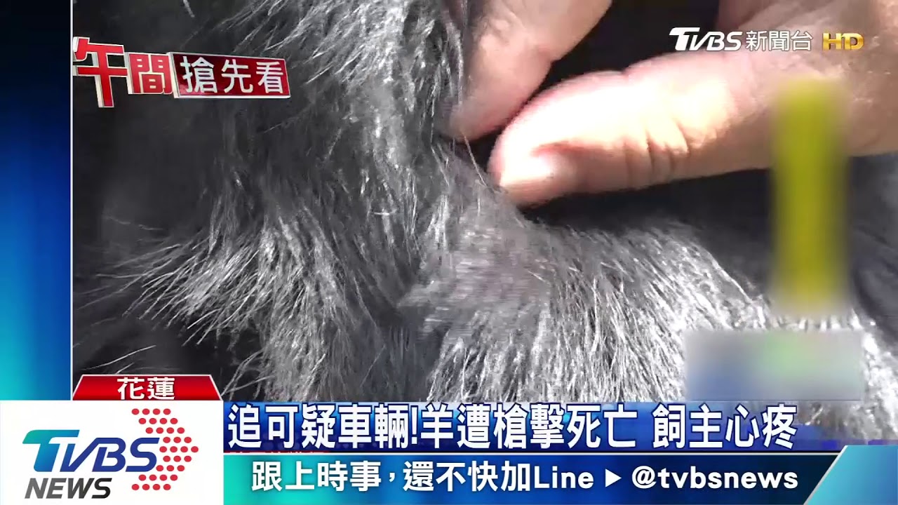 砰砰誰開的槍!2羊遭槍擊 飼主憂安危