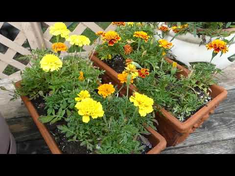 download lagu mp3 mp4 Flowers With Eyes, download lagu Flowers With Eyes gratis, unduh video klip Flowers With Eyes