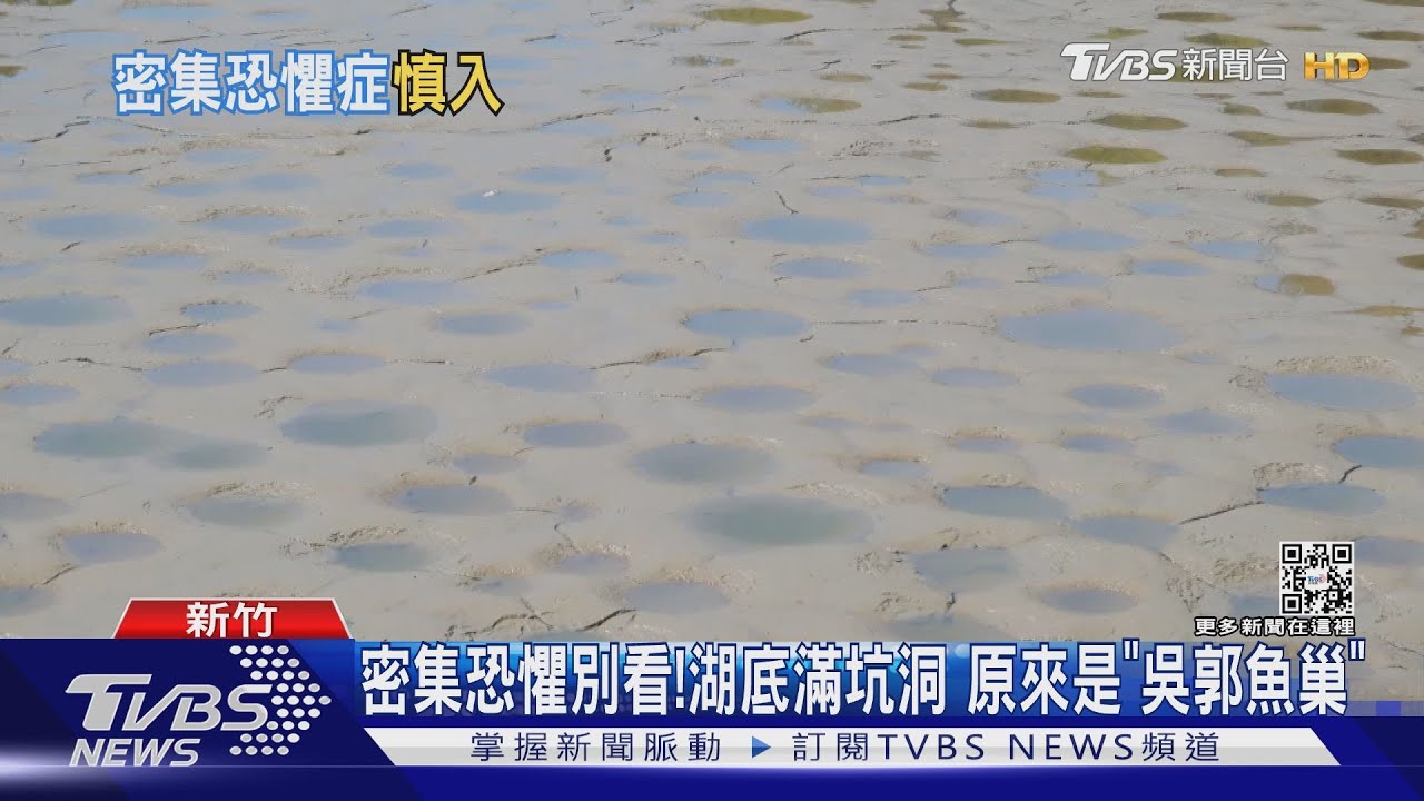 密集恐懼別看！湖底滿坑洞　原來是「吳郭魚巢」