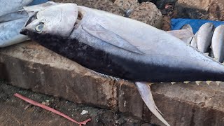 Download lagu Pemotongan Ikan Tuna Jempur mp3