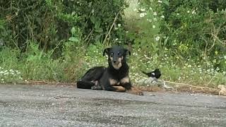 preview picture of video 'Elster ist sauer auf Hund / Magpie is angry'