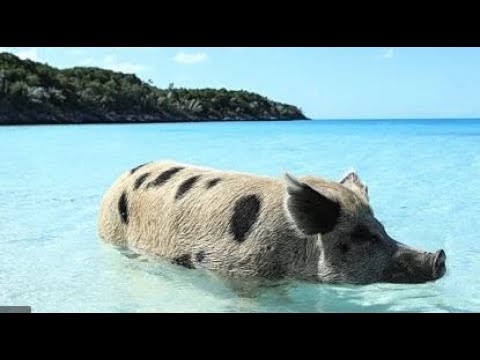 viikingit white vs tukv, Lohja 5_9_2021