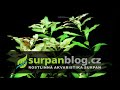 Akvarijní rostliny Ludwigia repens - Zakucelka plazivá