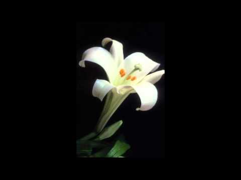 Zambaku i Prizrenit - Tonin Tershana (1986)