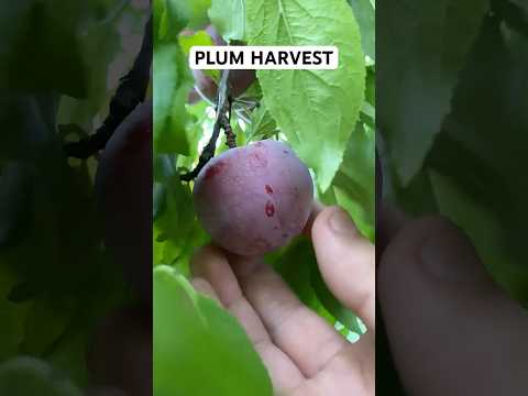 Harvesting Plum #plum #fruit #ourfarm