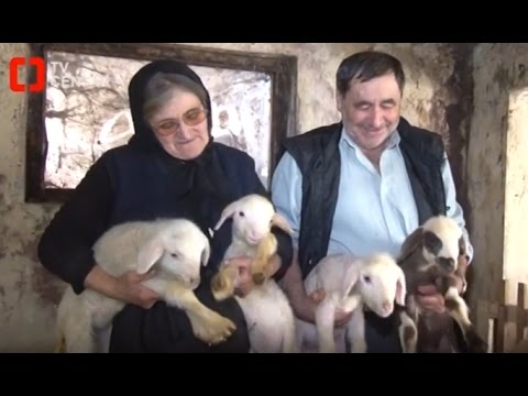 Ovca ojagnjila četvorke!