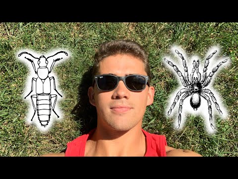 Preventing Summer Bugs like Springtails & Spiders