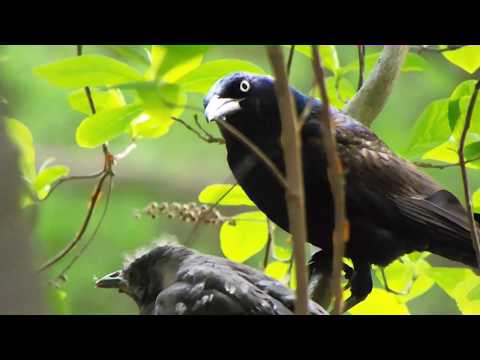 a grackle dad with his baby once upon a time