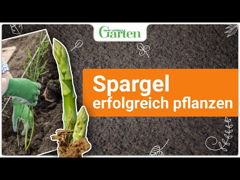 , title : 'Grünen Spargel richtig pflanzen: Schritt-für-Schritt-Anleitung für eine reiche Ernte'