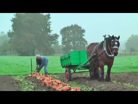 Belgian Draft Horses-beet harvest with respect for the environment-Berlaar-Belgium