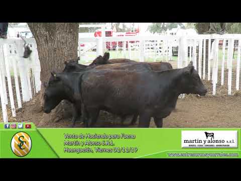 01-11-19 - Venta de Hacienda para Faena - Martín y Alonso S.R.L. - Huanguelén