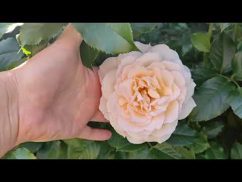 Роза Чандос Бьюти