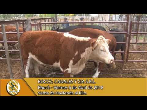 06-04-18 Venta de Hacienda al Kilo - Rocco, Canales y Cia S.R.L. - Rauch.