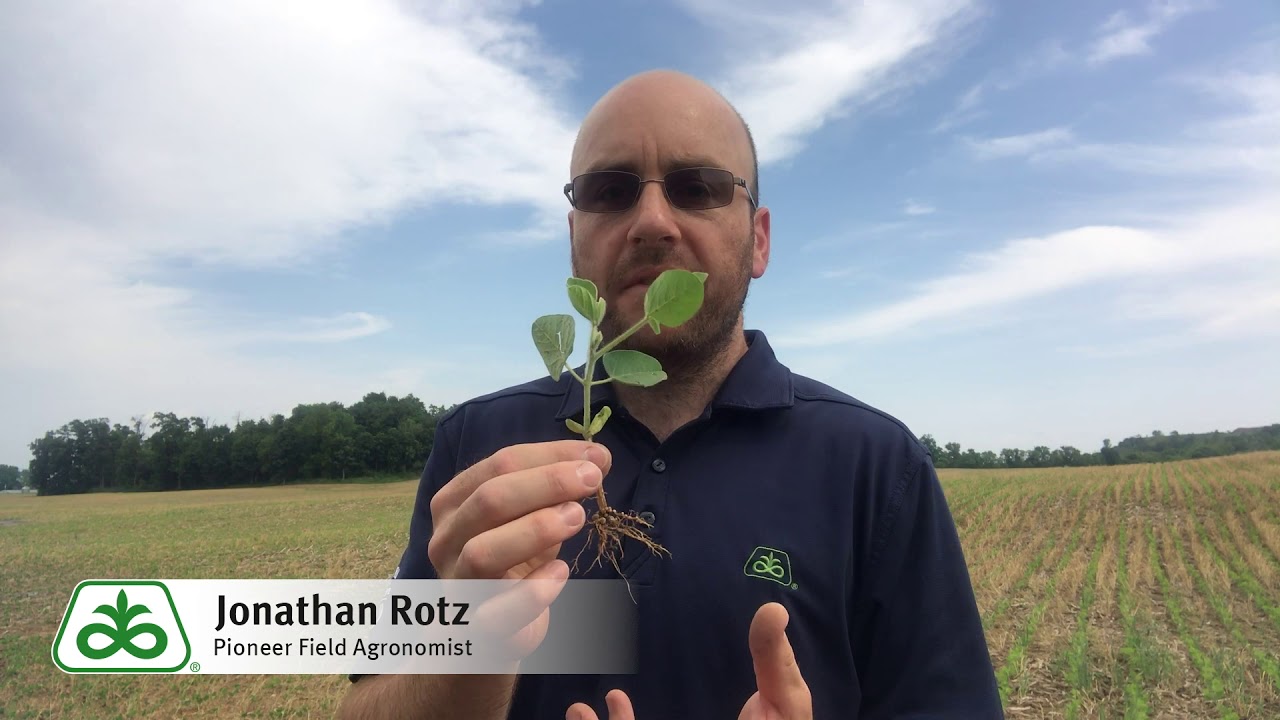 Early Soybean Assessment