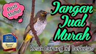 Download lagu Cucak Wilis Atau Rengganis Suara Mahal | Murah Meriah Untuk Di Pelihara Suara Merdu mp3 Download lagu Cucak Wilis Atau Rengganis Suara Mahal | Murah Meriah Untuk Di Pelihara Suara Merdu mp3