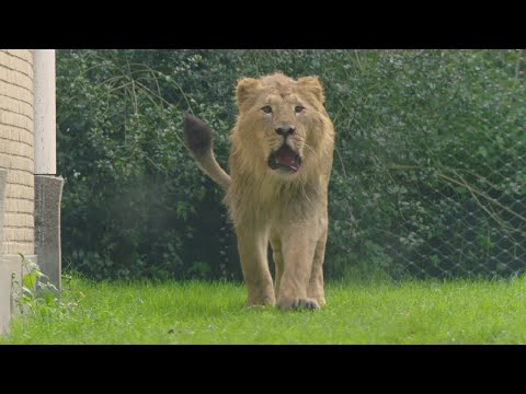 Leeuw Wishu maakt kennis met zijn verblijf!
