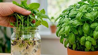 How to Grow Basil that Never Ends 🪴