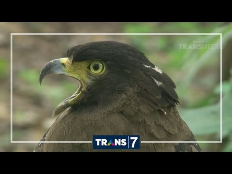 DUNIA BINATANG - PENGUASA ANGKASA (8/12/16) 3-1