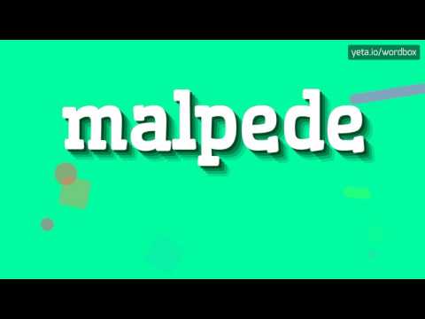 MALPEDE - HOW TO PRONOUNCE IT!?