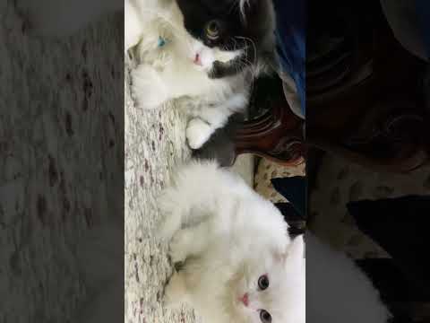 Oreo and Zara 😹 #shorts #youtubeshorts #trending #persiancat #funny #cat #viral #satisfying #pet